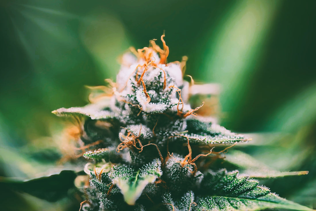 cannabis flower with orange pistils