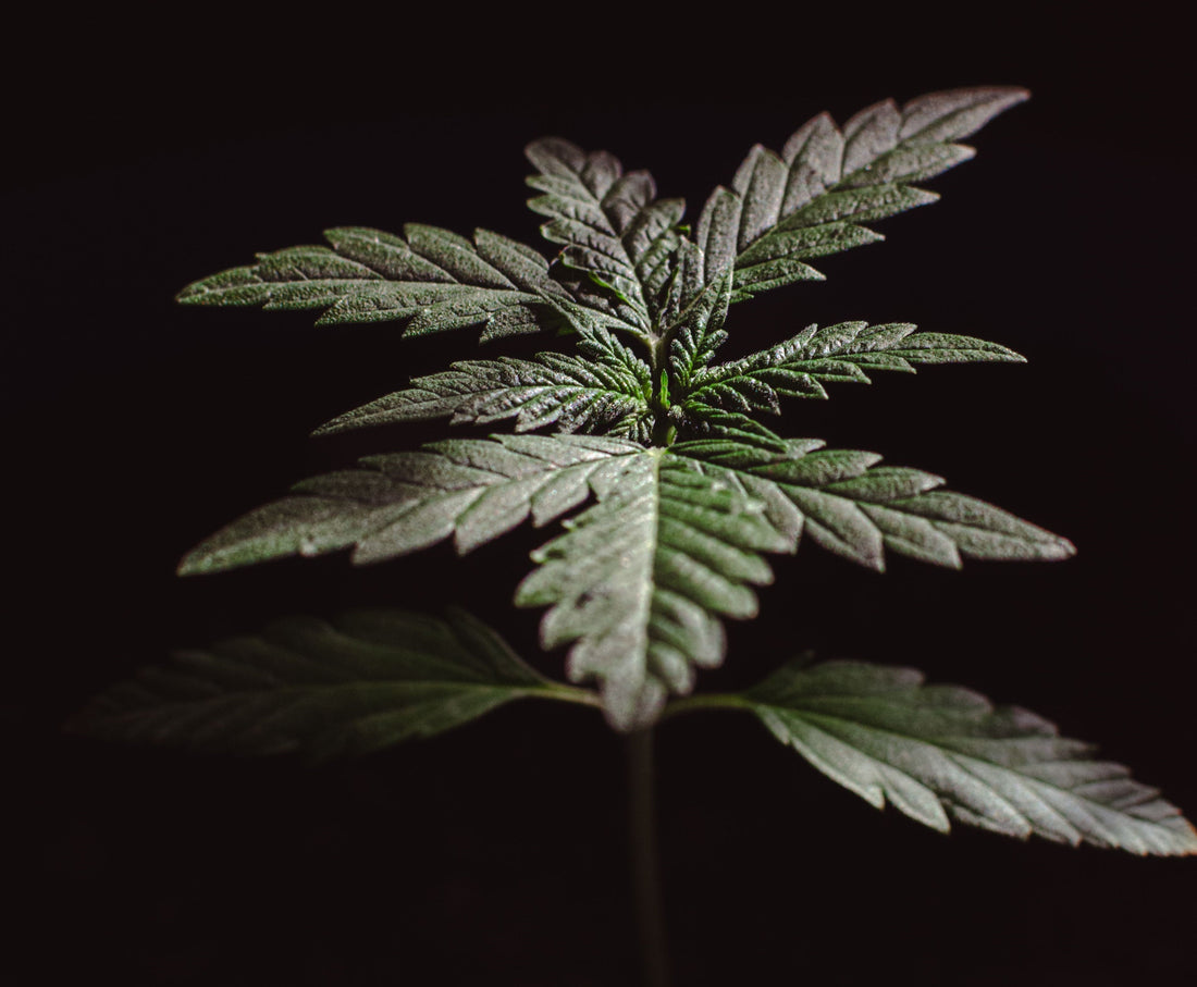 Why Cannabis Genetics Doesn't Need Reference Standards