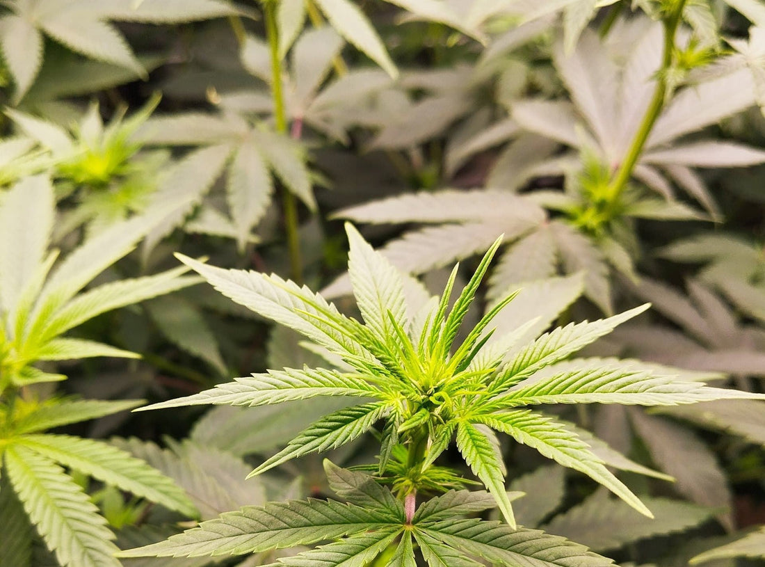 Where Do Cannabis DNA Mutations Come From? The Biology Behind Genetic Fingerprints