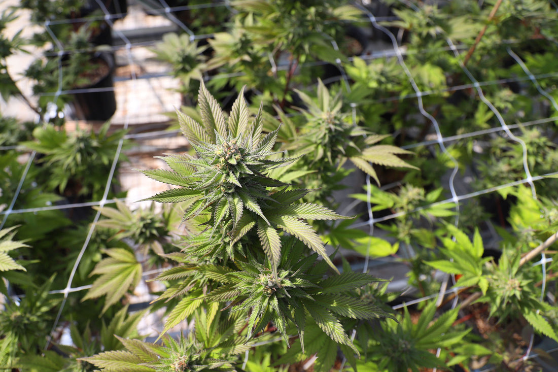 Somatic Mutations Don't Undermine SNP Fingerprinting in Cannabis
