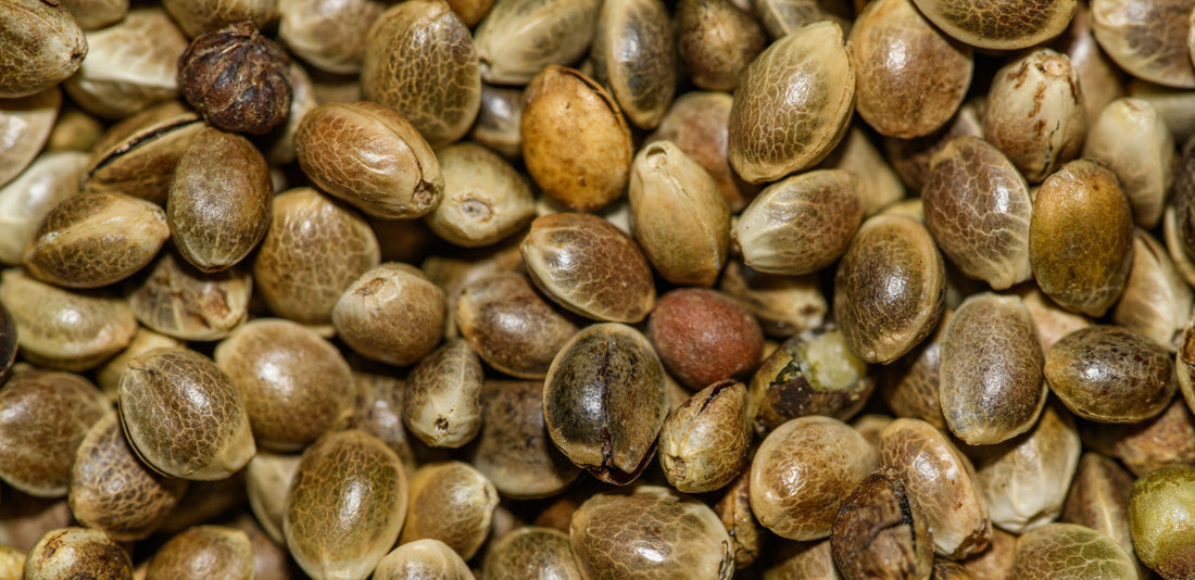 How DNA Mutations Become Established in Cannabis Cultivars | Somaclonal Variation & IP
